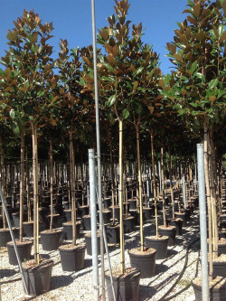 MAGNOLIA grandiflora GALISSONIENSIS En pot de 35-50 litres forme tige hauteur du tronc 180-200 cm