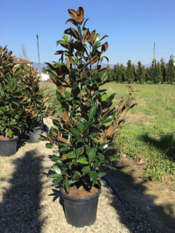 MAGNOLIA grandiflora GALISSONIENSIS