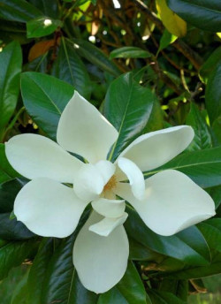 MAGNOLIA grandiflora GALISSONIENSIS