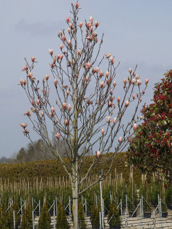 magnolia-heaven-scent-magnolia-heaven-scent-3.jpg