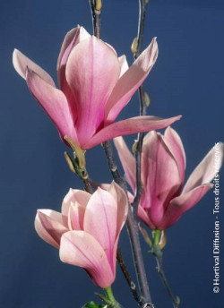 magnolia-heaven-scent-magnolia-heaven-scent.jpg