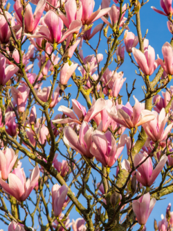 magnolia-heaven-scent-magnolia-heaven-scent-1.jpg