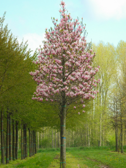 magnolia-heaven-scent-magnolia-heaven-scent-5.jpg
