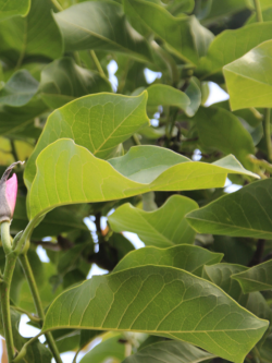 magnolia-heaven-scent-magnolia-heaven-scent-2.jpg