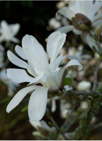 MAGNOLIA stellata