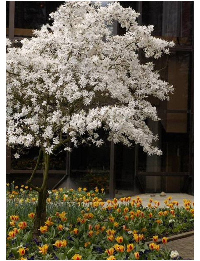 MAGNOLIA stellata