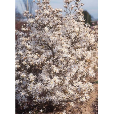 MAGNOLIA stellata