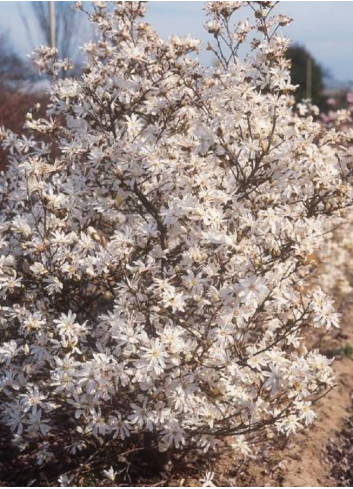 MAGNOLIA stellata