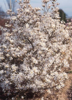 MAGNOLIA stellata