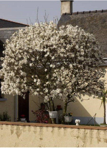 MAGNOLIA stellata