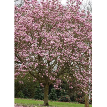 MAGNOLIA soulangeana ANDRE LEROY