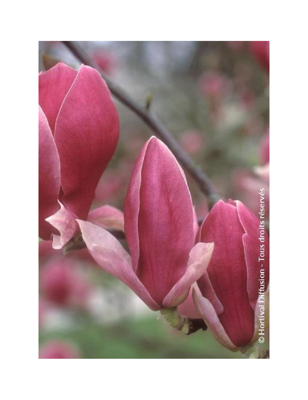 MAGNOLIA soulangeana RUSTICA RUBRA