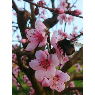 PÊCHER GROSSE MIGNONNE