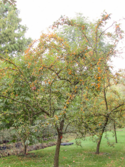 MALUS GOLDEN HORNET