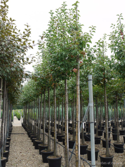 MALUS perpetu EVERESTE En pot de 35-50 litres tige hauteur du tronc 190-210 cm