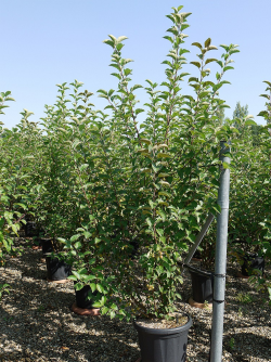 MALUS perpetu EVERESTE En pot de 25-30 litres