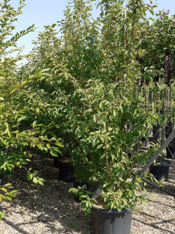 MALUS perpetu EVERESTE En pot de 35-50 litres