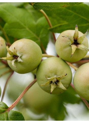 MALUS trilobata