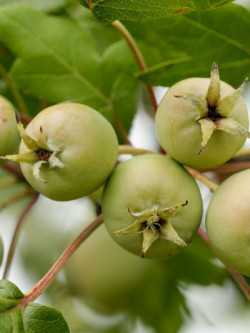 MALUS trilobata