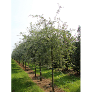 PYRUS salicifolia PENDULA