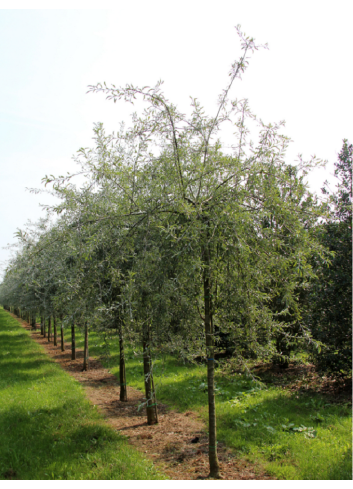 PYRUS salicifolia PENDULA