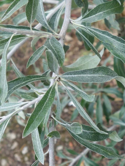 PYRUS salicifolia PENDULA