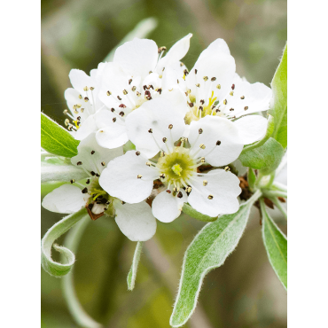 PYRUS salicifolia PENDULA