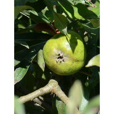 PYRUS salicifolia PENDULA