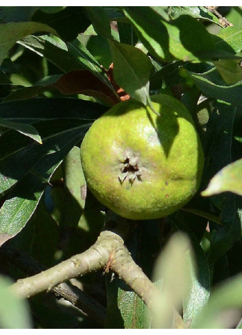 PYRUS salicifolia PENDULA