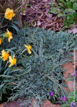 JUNIPERUS horizontalis ICEE BLUE