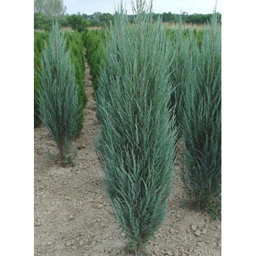 JUNIPERUS BLUE ARROW