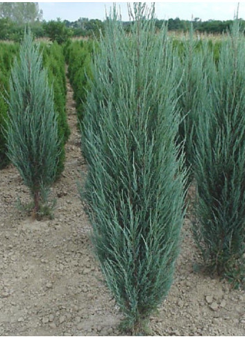 JUNIPERUS BLUE ARROW