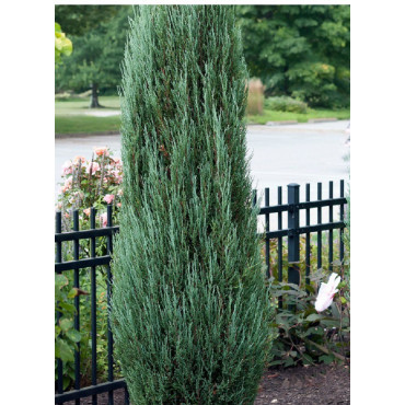 JUNIPERUS BLUE ARROW