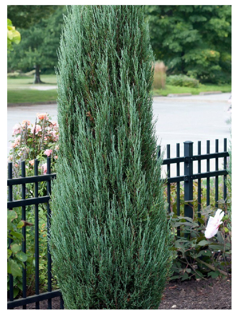 JUNIPERUS BLUE ARROW