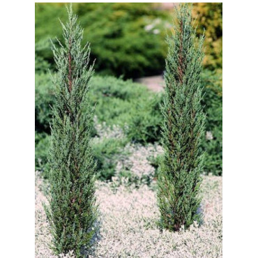 JUNIPERUS BLUE ARROW