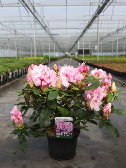 RHODODENDRON ALBERT SCHWEITZER En pot de 7-10 litres