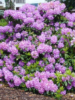 RHODODENDRON CATAWBIENSE GRANDIFLORUM