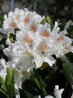 RHODODENDRON CUNNINGHAM'S WHITE