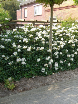 RHODODENDRON CUNNINGHAM'S WHITE