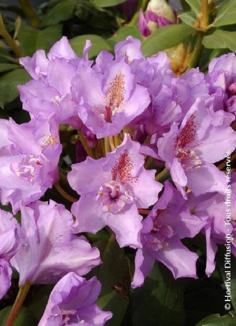 RHODODENDRON FASTUOSUM PLENUM