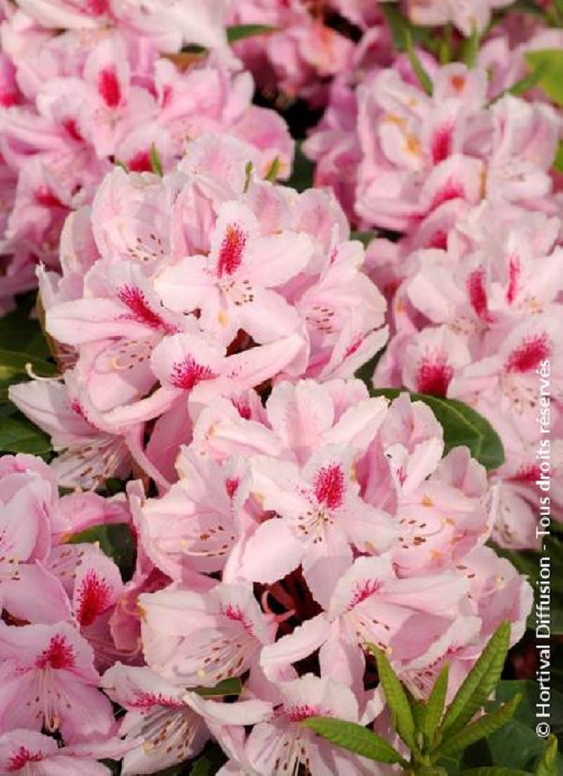 RHODODENDRON FURNIVALL'S DAUGHTER