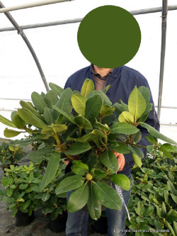 RHODODENDRON GERMANIA En pot de 7-10 litres