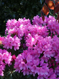 RHODODENDRON GRAZIELLA