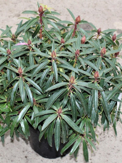 RHODODENDRON GRAZIELLA