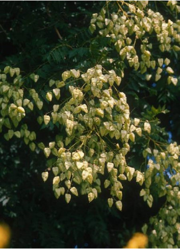 KOELREUTERIA paniculata