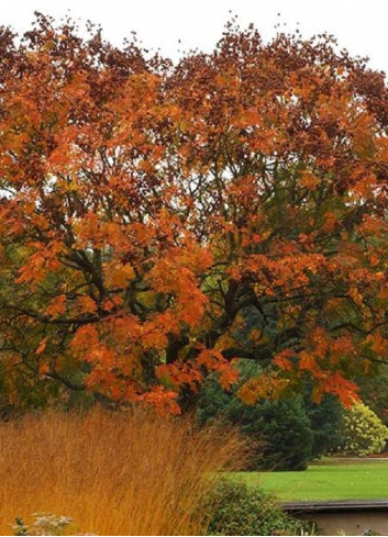 KOELREUTERIA paniculata