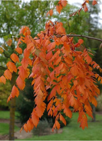 KOELREUTERIA paniculata