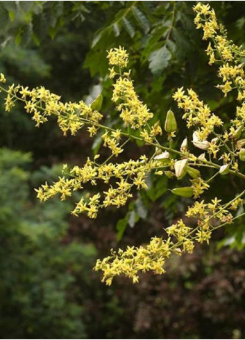 KOELREUTERIA paniculata