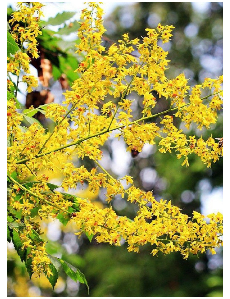 KOELREUTERIA paniculata