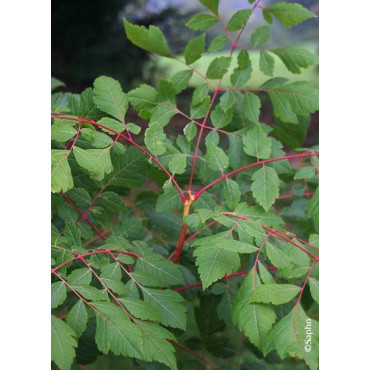 KOELREUTERIA paniculata CORAL SUN